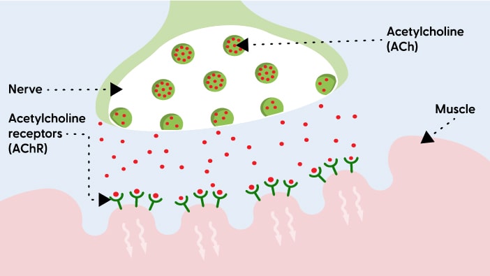 The neuromuscular junction without MG