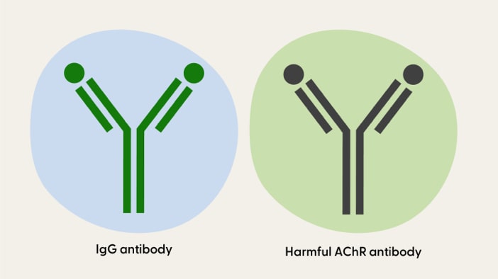Healthy and harmful antibody, different colors