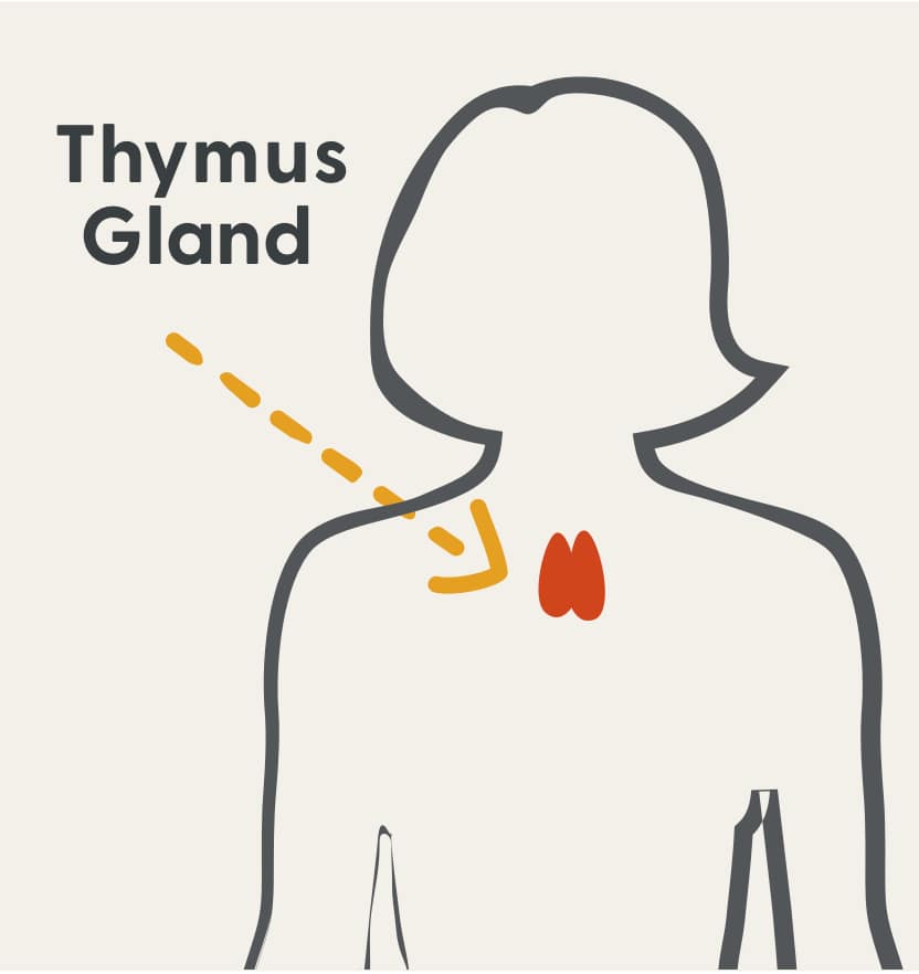 Illustration of a body with arrow directed at the thymus gland
