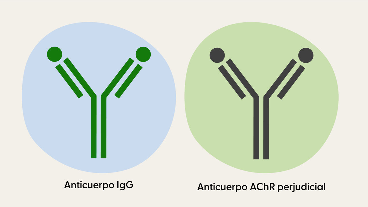 Anticuerpo IgG y anticuerpo AChR perjudicial